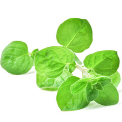 fresh leaves of basil isolated on white