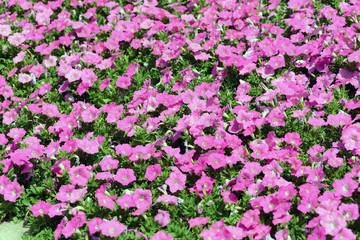 Fototapeta premium Garden Petunia flowers
