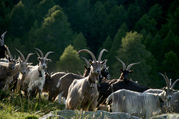Herd of the mountain goats , Valtellina Italy. Domestic goats are grazing      - 296635340
