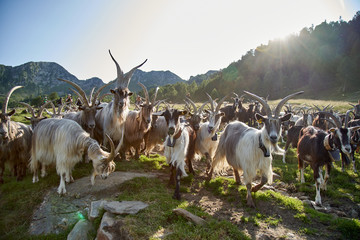 Herd of the mountain goats , Valtellina Italy. Domestic goats are grazing      - 296635387