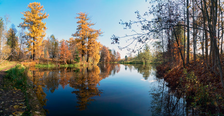 Picturesque autumn landscape. Yellow trees are reflected in the water of a small pond. Panorama.