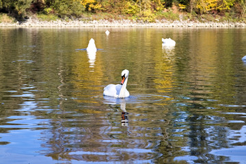 swan on the lake