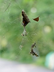 Blatt und Spinne im Spinnennetz