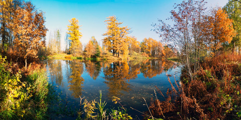 Fototapeta na wymiar Picturesque autumn landscape. Yellow trees are reflected in the water of a small pond. Panorama.