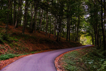 Fototapeta premium Forest road