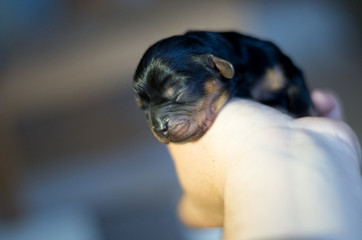 cavalier king charles spaniel black and tan