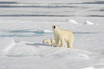Obraz na płótnie Canvas Wild polar bear (Ursus maritimus) mother and cub on the pack ice