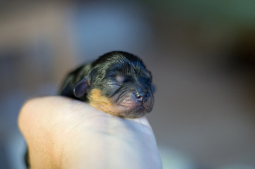 cavalier king charles spaniel black and tan