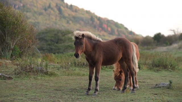 A young foal in a herd of wild ponies stands peacefully as his herd grazes in a golden evening meadow just before sunset in the mountains of Grayson Highlands State Park, Virginia USA