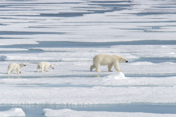 Wild polar bear (Ursus maritimus) mother and cub on the pack ice