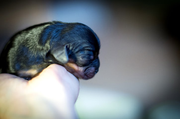 cavalier king charles spaniel black and tan