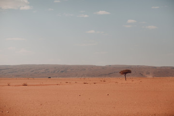 Fototapeta na wymiar Lonely tree in the desert