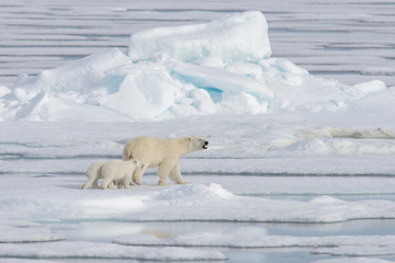 Wild polar bear (Ursus maritimus) mother and cub on the pack ice