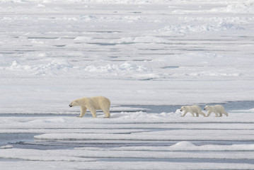 Wild polar bear (Ursus maritimus) mother and cub on the pack ice