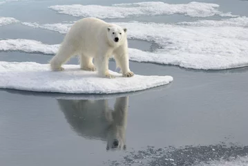 Fotobehang Wild polar bear on pack ice in Arctic © Alexey Seafarer