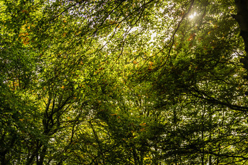 Obraz premium Raggi di sole attraverso le fronde degli alberi