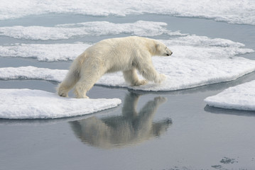 Wild polar bear on pack ice in Arctic