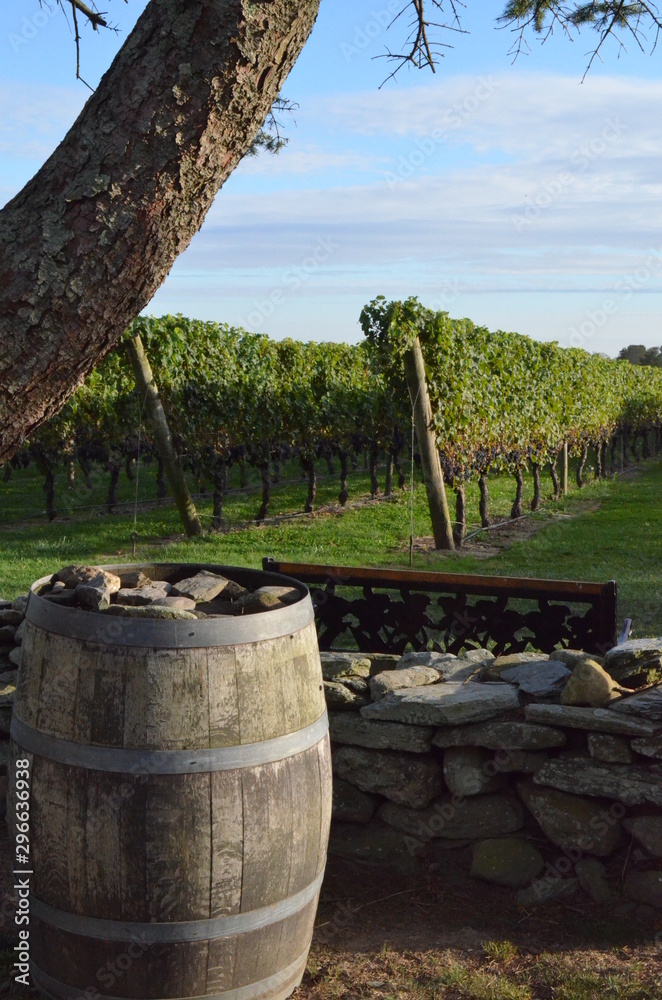 Wall mural old wooden barrels in vineyard