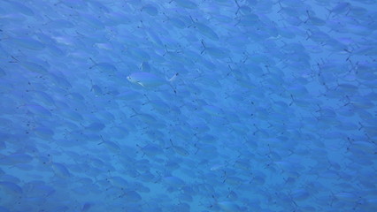 School of Fish