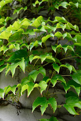 Green leaves of bougainvillea on a pole.