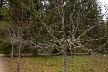 The lichen covering the trees. Village Pushkin mountains. Manor Mikhailovskoye in October. Path to...