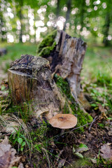 mushroom near the stump