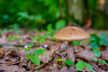 mushroom in forest