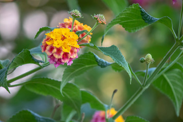 Lantana camara plant blossom. It consists of three different colors.