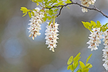 robinia ambigua - white flower