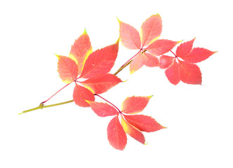 Fall сolorful leaves of Virginia creeper or virgin ivy  on white background.
