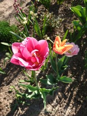 Obraz na płótnie Canvas Red tulips blossom bloom in spring park landscape. Tulips garden in spring russian park. Tulip festival in Saint-Petersburg, Russia. Red tulips flowers in spring park