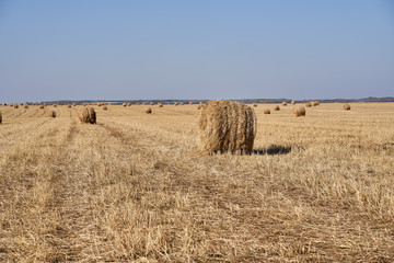 Fototapeta premium Hay bales in a field