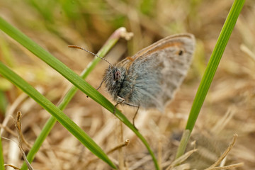 Schmetterlinge Deutschlands - Kleines Wiesenvögelchen