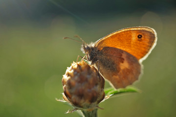 Schmetterlinge Deutschlands - Kleines Wiesenvögelchen