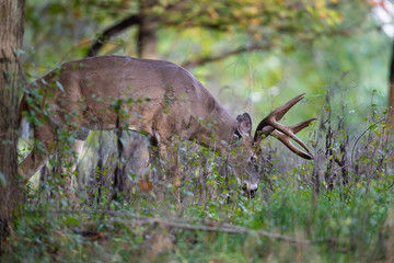A buck whitetail deer feeding in weeds.