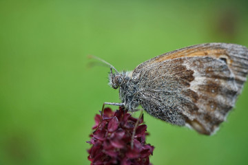 Schmetterlinge Deutschlands - Kleines Wiesenvögelchen