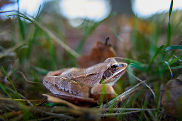 Small brown frog in the grass