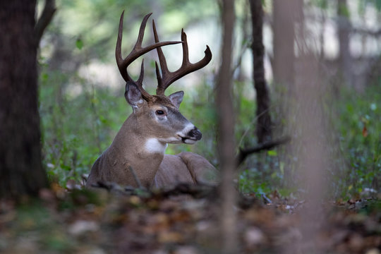 A buck whitetail deer bedded in the woods.