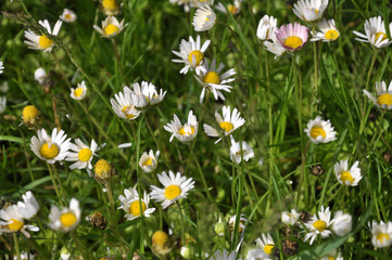 Fototapeta premium Marguerite blooms in nature (Bellis)