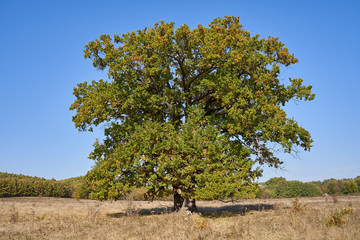 Centennial oak tree on a field