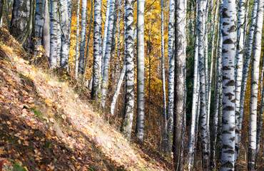 Birch grove on the mountainside . Autumn landscape.