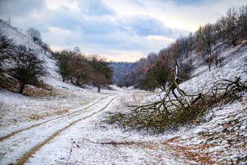 road in winter forest