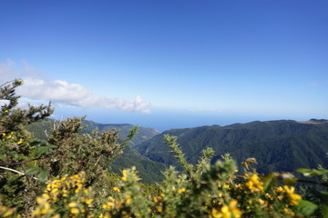 Yellow flowers and the ocean in back