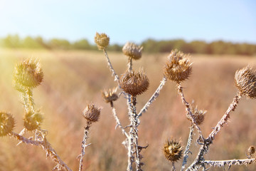 dry thistle growing in the desert spiny