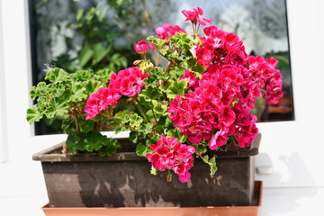 Pink geranium flowers in a box on the window.