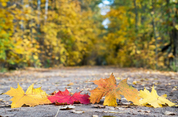 Maple leaves lie in the foreground on a forest road.