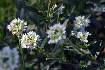 Kwiaty polne ,jesien © Iwona