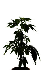 Small cannabis plant purchased from a legal dispensary in Oregon. Marijuana plant where the drug weed comes from.