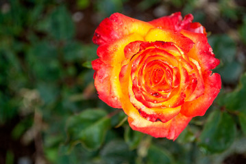 Rose with yellow and orange mixture in the Latin American outdoor garden, aromatic onamental plant