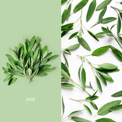 Fresh sage leaves layout.